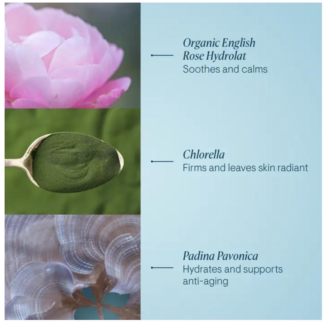 PRO-COLLAGEN ROSE MARINE CREAM 50ML